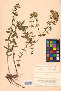 Hypericum maculatum Crantz, Eastern Europe, Moscow region (E4a) (Russia)