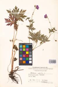 Geranium palustre L., Eastern Europe, Moscow region (E4a) (Russia)