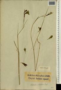 Gladiolus gracilis Jacq., Africa (AFR) (South Africa)