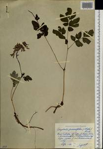 Corydalis paeoniifolia (Steph.) Pers., Siberia, Yakutia (S5) (Russia)