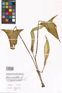 Arum maculatum L., Eastern Europe, Moscow region (E4a) (Russia)