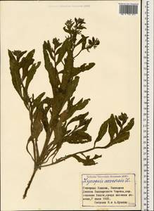 Lycopsis arvensis L., Caucasus, Stavropol Krai, Karachay-Cherkessia & Kabardino-Balkaria (K1b) (Russia)