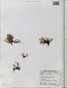 Cherleria biflora (L.) A. J. Moore & Dillenb., Siberia, Central Siberia (S3) (Russia)