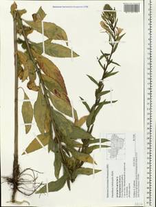 Oenothera × rubricaulis Kleb., Eastern Europe, Central region (E4) (Russia)