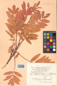 Sorbus aucuparia L., Caucasus, Armenia (K5) (Armenia)