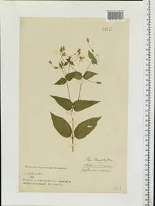 Stellaria nemorum L., Eastern Europe, North-Western region (E2) (Russia)