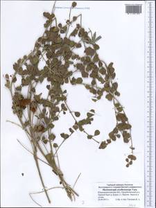 Glycyrrhiza triphylla Fisch. & C.A.Mey., Middle Asia, Syr-Darian deserts & Kyzylkum (M7) (Kazakhstan)