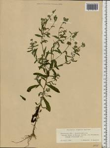 Pulicaria vulgaris Gaertn., Eastern Europe, Central region (E4) (Russia)
