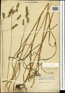 Dactylis glomerata L., Caucasus, Stavropol Krai, Karachay-Cherkessia & Kabardino-Balkaria (K1b) (Russia)