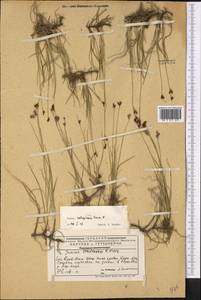 Juncus salsuginosus Turcz. ex E.Mey., Middle Asia, Western Tian Shan & Karatau (M3) (Kazakhstan)