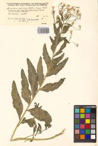 Armoracia rusticana G. Gaertn., B. Mey. & Scherb., Siberia, Russian Far East (S6) (Russia)