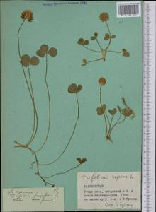 Trifolium repens L., Middle Asia, Pamir & Pamiro-Alai (M2) (Tajikistan)