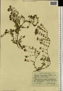 Thymus nervulosus Klokov, Siberia, Russian Far East (S6) (Russia)