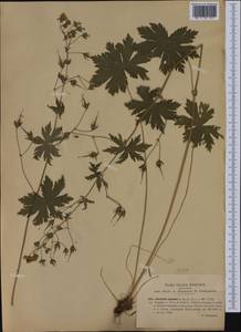 Geranium phaeum L., Western Europe (EUR) (Italy)