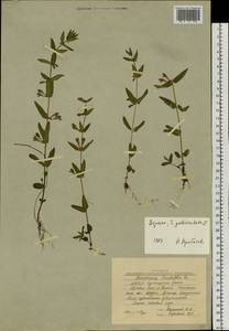 Scutellaria galericulata L., Siberia, Yakutia (S5) (Russia)