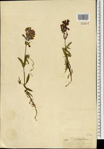 Silene repens Patrin, Mongolia (MONG) (Mongolia)