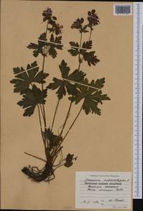 Geranium macrorrhizum L., Western Europe (EUR) (Bulgaria)