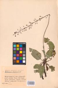 MHA 0 159 105, Verbascum phoeniceum L., Eastern Europe, Lower Volga region (E9) (Russia)