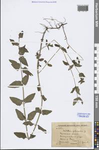 Scutellaria galericulata L., Eastern Europe, Central forest-and-steppe region (E6) (Russia)