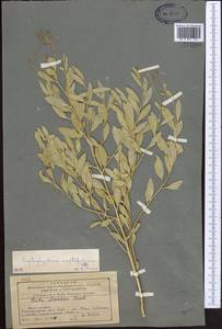 Haplophyllum acutifolium (DC.) G. Don, Middle Asia, Northern & Central Tian Shan (M4) (Kazakhstan)