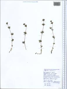 Asperula arvensis L., Caucasus, Black Sea Shore (from Novorossiysk to Adler) (K3) (Russia)