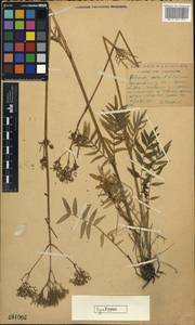 Valeriana rossica P. A. Smirn., Eastern Europe, Moscow region (E4a) (Russia)