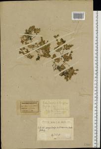 Cerastium alpinum L., Eastern Europe, Northern region (E1) (Russia)