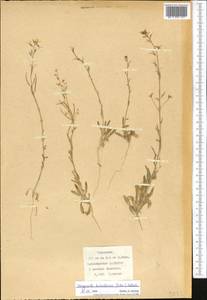 Malcolmia turkestanica Litv., Middle Asia, Karakum (M6) (Turkmenistan)