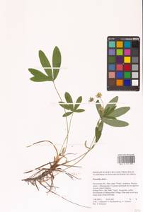Potentilla alba L., Eastern Europe, Central region (E4) (Russia)