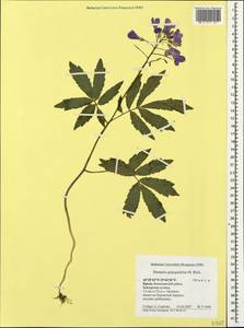 Cardamine quinquefolia (M.Bieb.) Schmalh., Crimea (KRYM) (Russia)