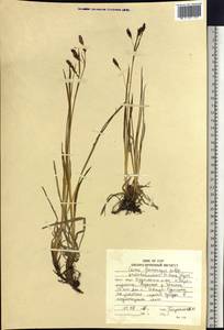 Carex krascheninnikovii Kom. ex V.I.Krecz., Siberia, Russian Far East (S6) (Russia)