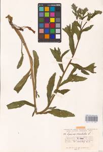 MHA 0 152 638, Lycopsis arvensis subsp. orientalis (L.) Kuzn., Eastern Europe, Lower Volga region (E9) (Russia)