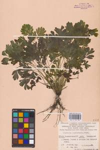 Corydalis capnoides (L.) Pers., Eastern Europe, Eastern region (E10) (Russia)