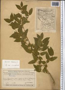 Lonicera tatarica L., Middle Asia, Muyunkumy, Balkhash & Betpak-Dala (M9) (Kazakhstan)