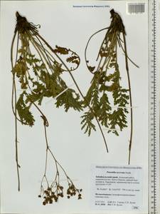 Potentilla tanacetifolia Willd. ex D. F. K. Schltdl., Siberia, Baikal & Transbaikal region (S4) (Russia)