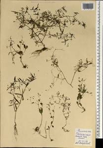 Magnoliopsida, South Asia, South Asia (Asia outside ex-Soviet states and Mongolia) (ASIA) (Philippines)