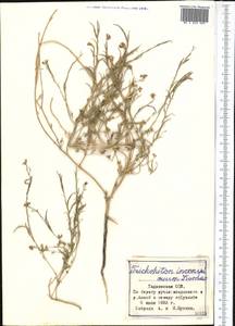 Cryptospora inconspicua (Kom.) O. E. Schulz, Middle Asia, Pamir & Pamiro-Alai (M2) (Tajikistan)