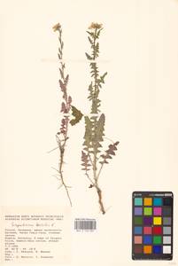 Sisymbrium loeselii L., Eastern Europe, Lower Volga region (E9) (Russia)