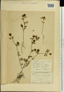 Trifolium campestre Schreb., Eastern Europe, Moscow region (E4a) (Russia)