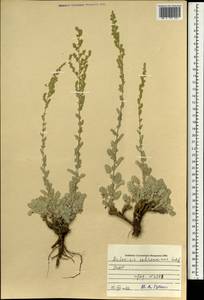 Artemisia schrenkiana Ledeb., Mongolia (MONG) (Mongolia)