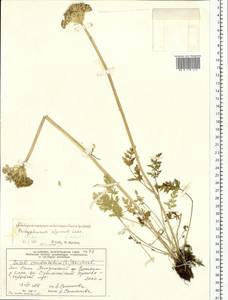 Pachypleurum mutellinoides (Crantz) Holub, Siberia, Altai & Sayany Mountains (S2) (Russia)