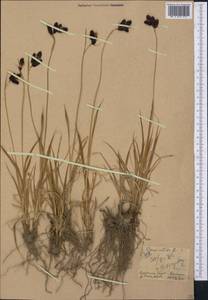 Carex atrata L., Middle Asia, Dzungarian Alatau & Tarbagatai (M5) (Kazakhstan)