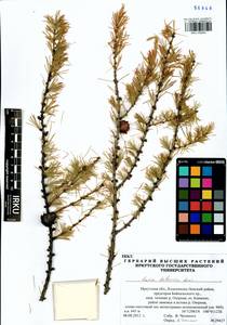 Larix gmelinii (Rupr.) Kuzen., Siberia, Baikal & Transbaikal region (S4) (Russia)