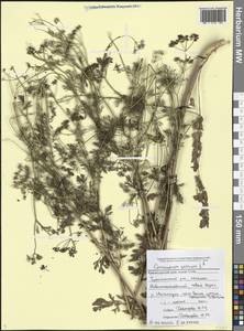 Coriandrum sativum L., Caucasus, Black Sea Shore (from Novorossiysk to Adler) (K3) (Russia)