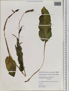 Bistorta officinalis subsp. pacifica (Petrov ex Kom.) Yonek., Siberia, Russian Far East (S6) (Russia)