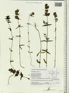 Rhinanthus minor L., Eastern Europe, Central region (E4) (Russia)