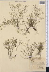 Psammophiliella muralis (L.) Ikonn., Middle Asia, Northern & Central Kazakhstan (M10) (Kazakhstan)