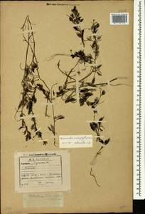 Ranunculus trichophyllus Chaix, Caucasus, Georgia (K4) (Georgia)