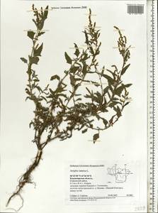 Atriplex tatarica L., Eastern Europe, Central region (E4) (Russia)