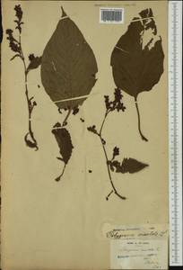 Persicaria orientalis (L.) Spach, Australia & Oceania (AUSTR) (France)